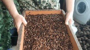 Переработка шишки в орех