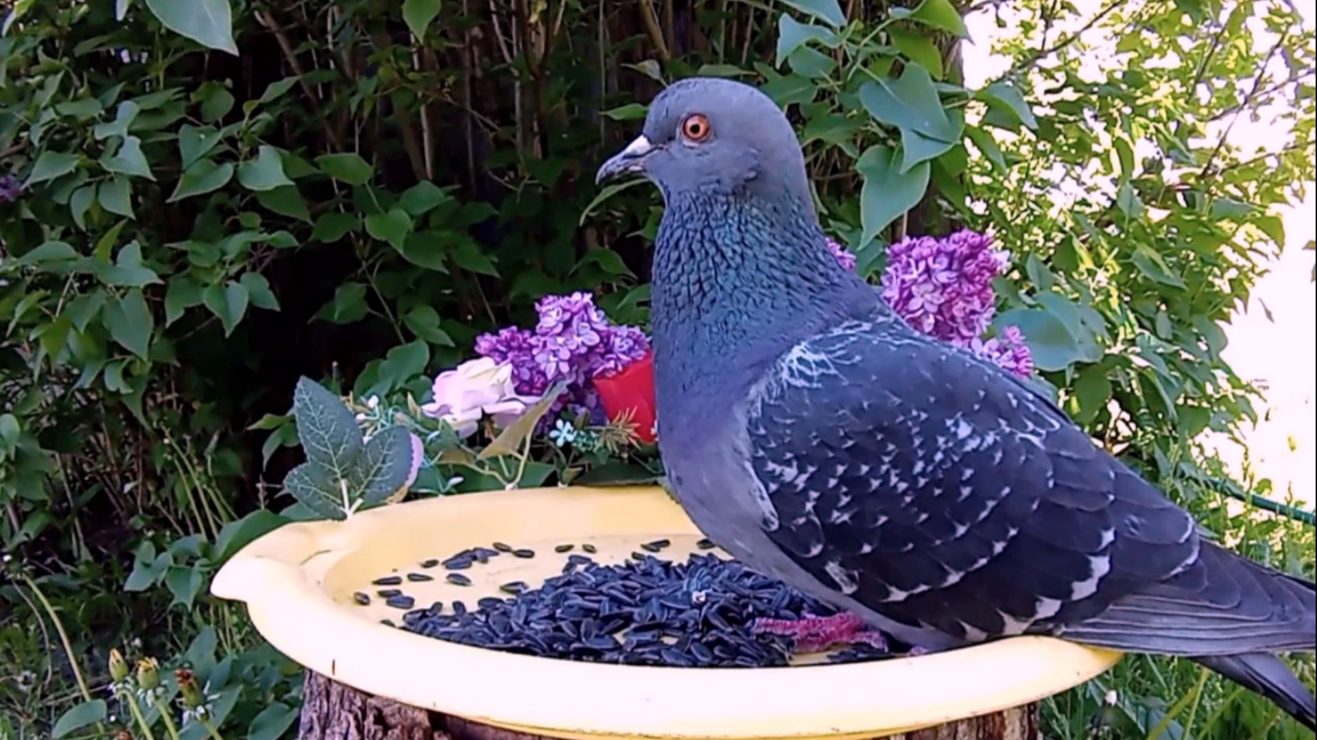 На кормушку прилетели Зеленушки, Синицы и Голуби