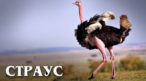 Африканский Страус: Крупнейшая Птица Планеты Земля | Интересные факты про страусов