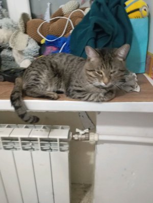 Я вам раскожу