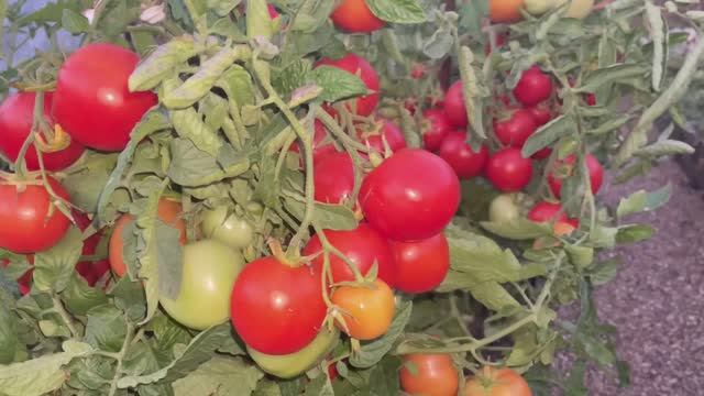 Очень УРОЖАЙНЫЙ и САМЫЙ СКОРОСПЕЛЫЙ ТОМАТ, буду выращивать всегда! смотреть онлайн