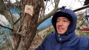 Сало для синиц и дятлов. Как повесить,  где купить