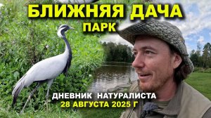 Парк Ближняя Дача. Дневник натуралиста 28.08.2025