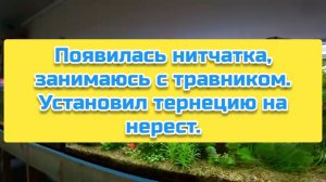 Появилась нитчатка, занимаюсь с травником. Установил тернецию на нерест.