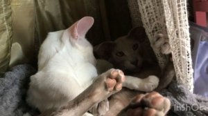 Не без этого..,😾