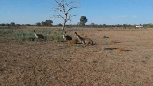 Австралийские Эму. Забеги по полям