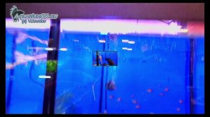 Карликовая лягушка гименохирус