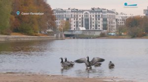 Белощёкие казарки на отдыхе, тайный язык лосей и куница на Елагином острове