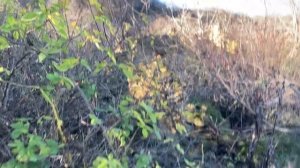 Разведка древнего поселка с разрушенными домами ☝️🔥🚀👍 #коп #лучшее #топ #разведка #древность #мечеть