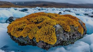 Ассоциации грибов и водорослей: взаимовыгодные отношения