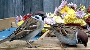Воробьи и Синицы на кормушке