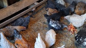 Жизнь в Деревне. Сегодня у нас мороз хороший,а снега нет.