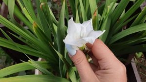 Выращивания гладиолусов в напольных горшках