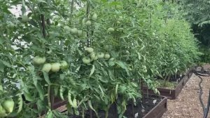 Все ВАЖНЫЕ ПОДКОРМКИ для НАЛИВА ТОМАТОВ!