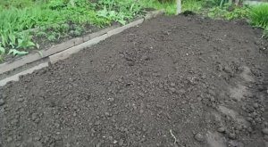 Кабачки высадила в грунт 17 мая 2025