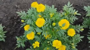 Вспоминаем лето с бархатцами из нашего сада