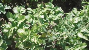 20. Озимая картошка