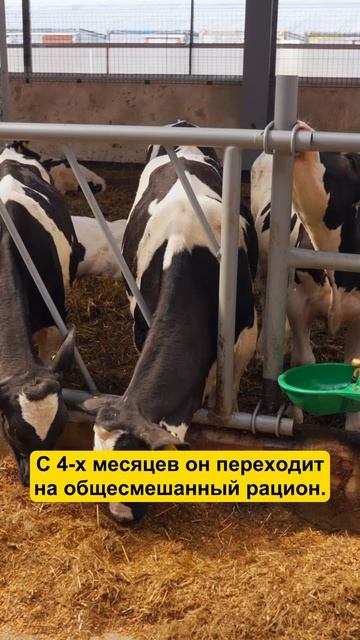 Кормление телят с РОЖДЕНИЯ #фермер #сельскоехозяйство #телята #корова #ферма #крс смотреть онлайн