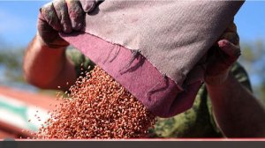 Урожай зерна 2025 года может стать самым значительным в новейшей истории России