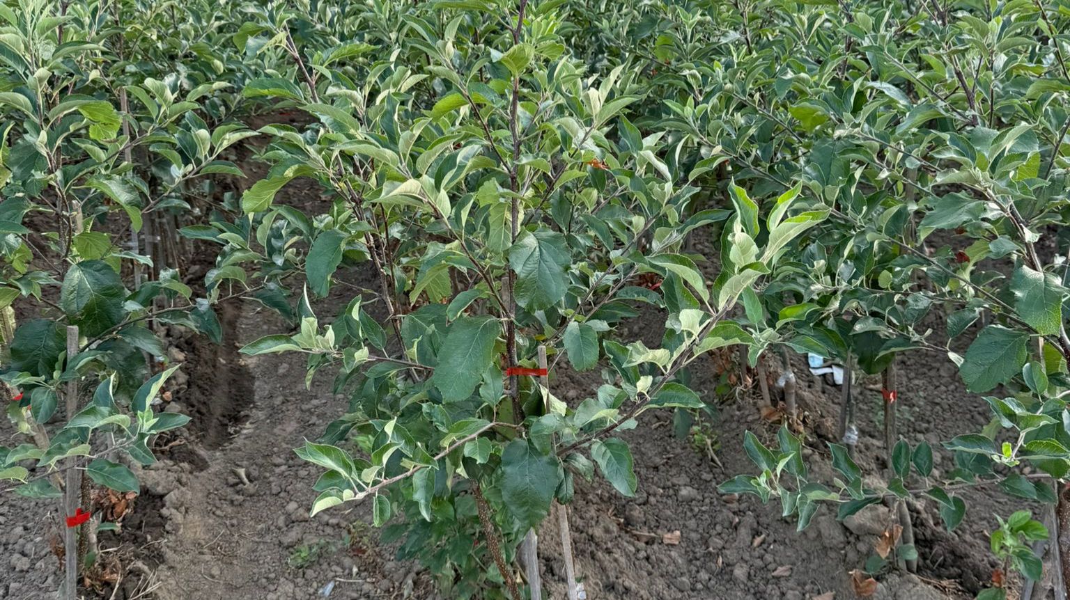 Саженцы яблони производство Сербия