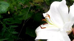 Выращивание лилий. ОБЗОР