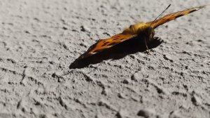 невозможная бабочка