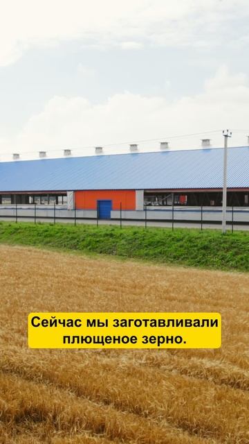 Работники ФЕРМЫ: этим людям посильно ВСЕ! #фермер #урожай #ферма #агро #коровы #сельскоехозяйство смотреть онлайн