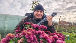 Хранение черенков винограда