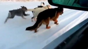 Физподготовка собак. Кинолог Игорь Алтайский