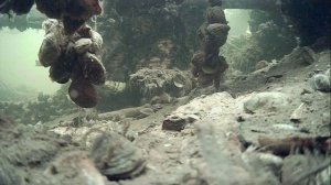 1000006742.mp4Волга гл.2м.24.12.2025г.