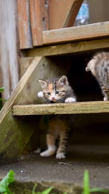 Мелкая лестница