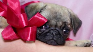 Владимир Путин исполнил желание 11-летней Маши из Красноярского края