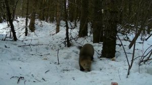 Видео от Красноярская тайга. Фотоловушки