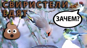 Зачем свиристели едят  помёт воробьёв?