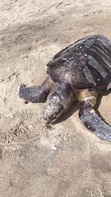 Мой любимый Индийский океан. Сезон купания открыт. Но погибла черепаха на берегу.