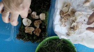 Лилии из чешуек. Выращивание деток лилий