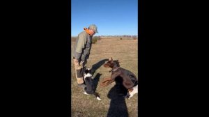 Игорь Алтайский уникальный кинолог. Дрессировка добермана.