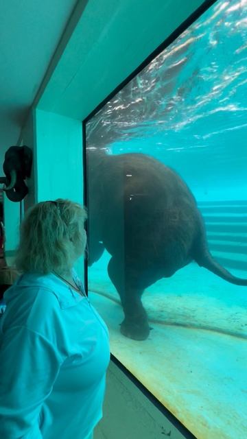 Мамулька впервые увидела слона 😻 #таиланд #тревелвлог смотреть онлайн