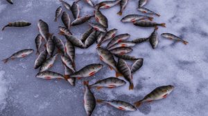 ЗИМНЯЯ РЫБАЛКА НА ОКУНЯ. ЖОР ОКУНЯ В ДЕКАБРЕ. ЛОВЛЯ ОКУНЯ НА МОРМЫШКУ С МОТЫЛЁМ.