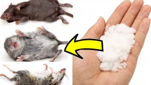Как избавиться от мышей и крыс навсегда За 3 Секунды..!!!!!!!!!!