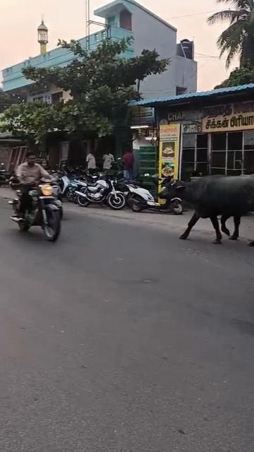 WhatsApp Video 2025-12-24 at 16.08.11