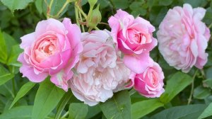 Июль в Саду 17 июля 2025 часть 2