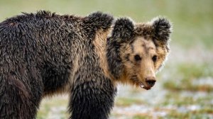 Медведь ворвался в школу и попытался утащить ребенка из класса