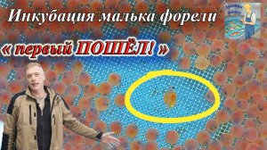 Инкубация икры форели. Первая неделя после закладки.