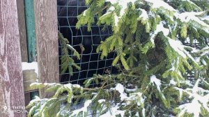 ТИБЕТСКИЙ ЯК И ЗИМА