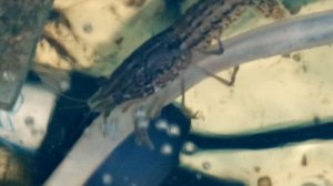 Мраморные раки, 24 декабря 2025 года