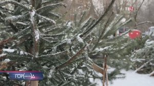 Россиян успокоили из-за "клещей" в новогодних елках: если у них 6 ног – не страшно