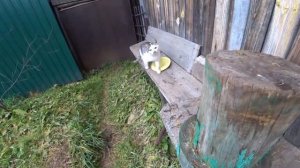 Сжёг ветки малины _ Травма немного болит _ Новая кошечка _ Как поздняя осень