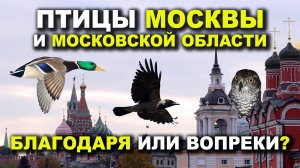 Птицы Москвы и Московской области: Благодаря или Вопреки?
