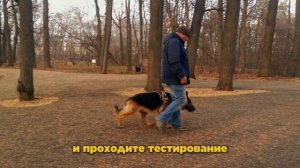 Кинолог Игорь Алтайский. Приглашение на дрессировку собак.